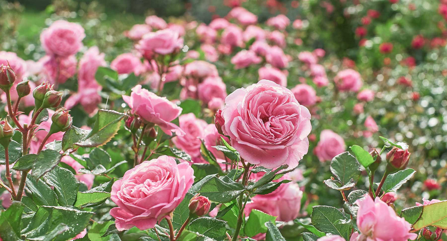 Diffuser _ Peony & Fig